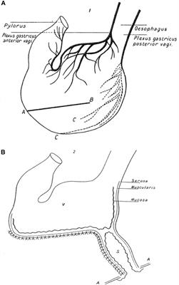 Sense of Smell as the Central Driver of Pavlovian Appetite Behavior in Mammals